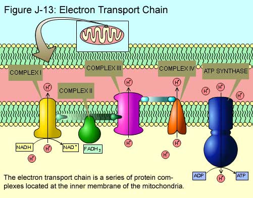 Fig J-13: Electron Transport