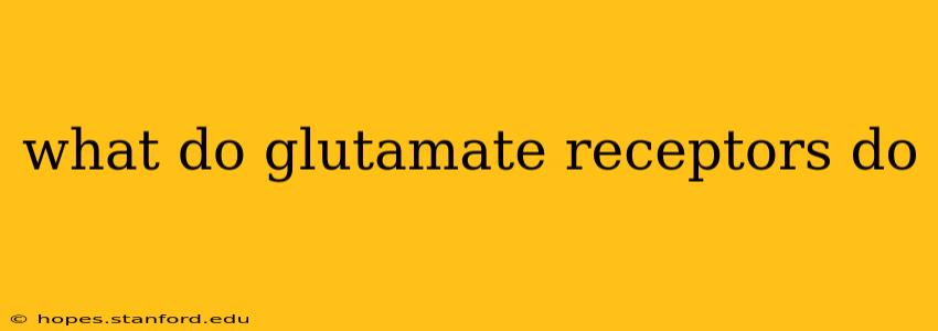 what do glutamate receptors do