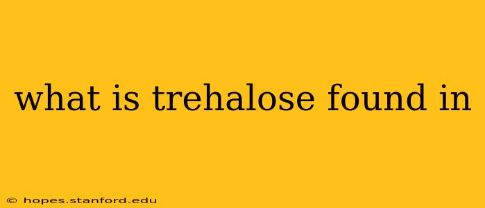 what is trehalose found in