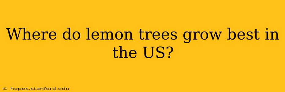 Where do lemon trees grow best in the US?