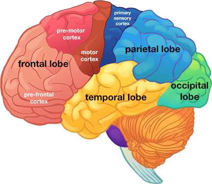 brain lobes - HOPES Huntington's Disease Information